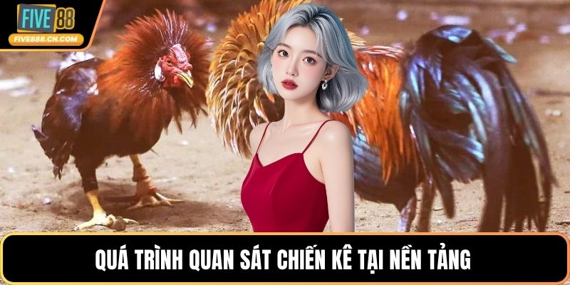 Quá trình quan sát chiến kê tại nền tảng 