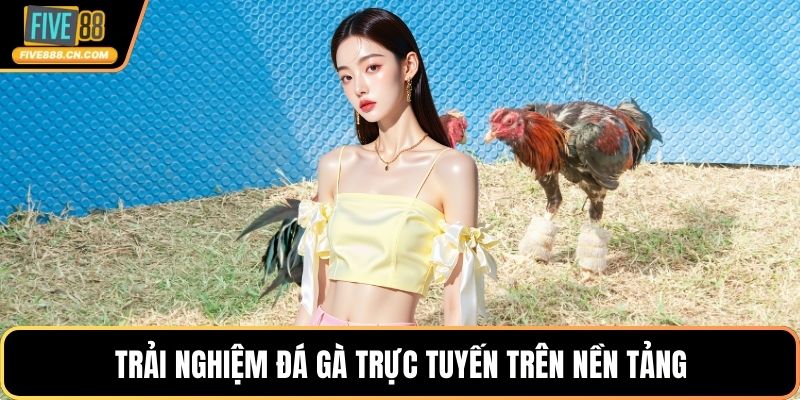 Trải nghiệm đá gà trực tuyến trên nền tảng